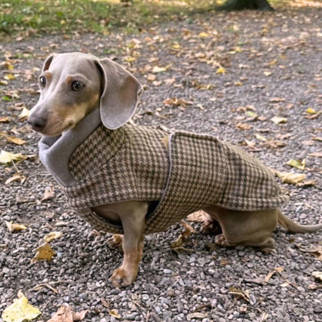 Hundemantel Brooklyn DACKEL Aristo C7 x Woofstuff