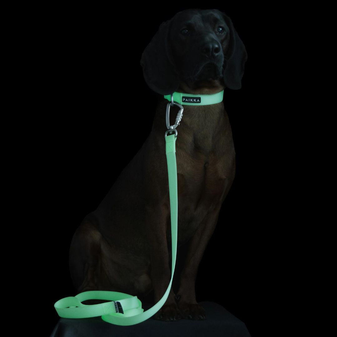 Paikka-Hundehalsband-Glow-Collar-Hund-Leuchteffekt