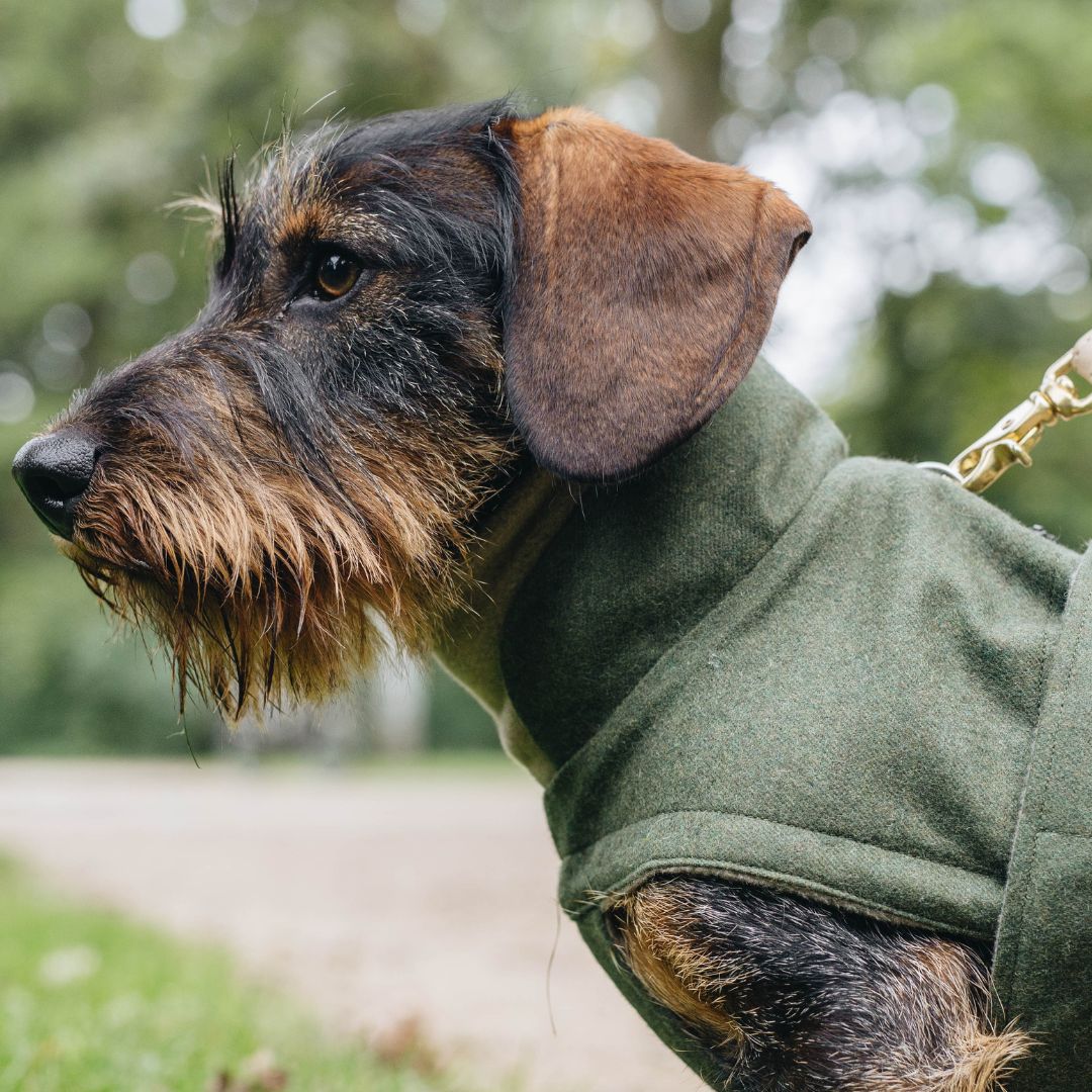 cloud7-hundemantel-brooklyn-dachshound-dackel-flannel-fern-green-hund