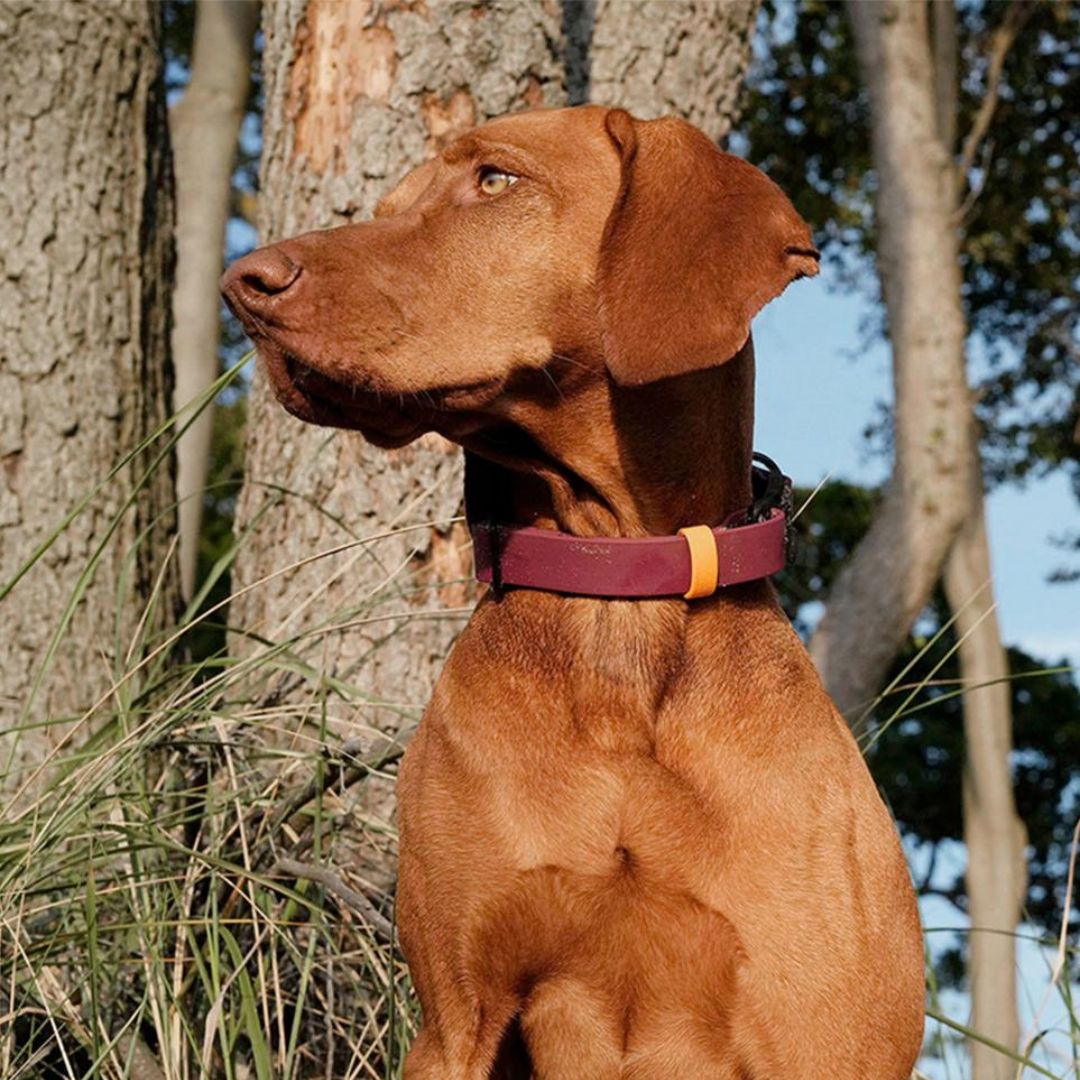 Cloud7-Hundehalsband-BioThane-Ipanema-Magenta-Orange-Hund