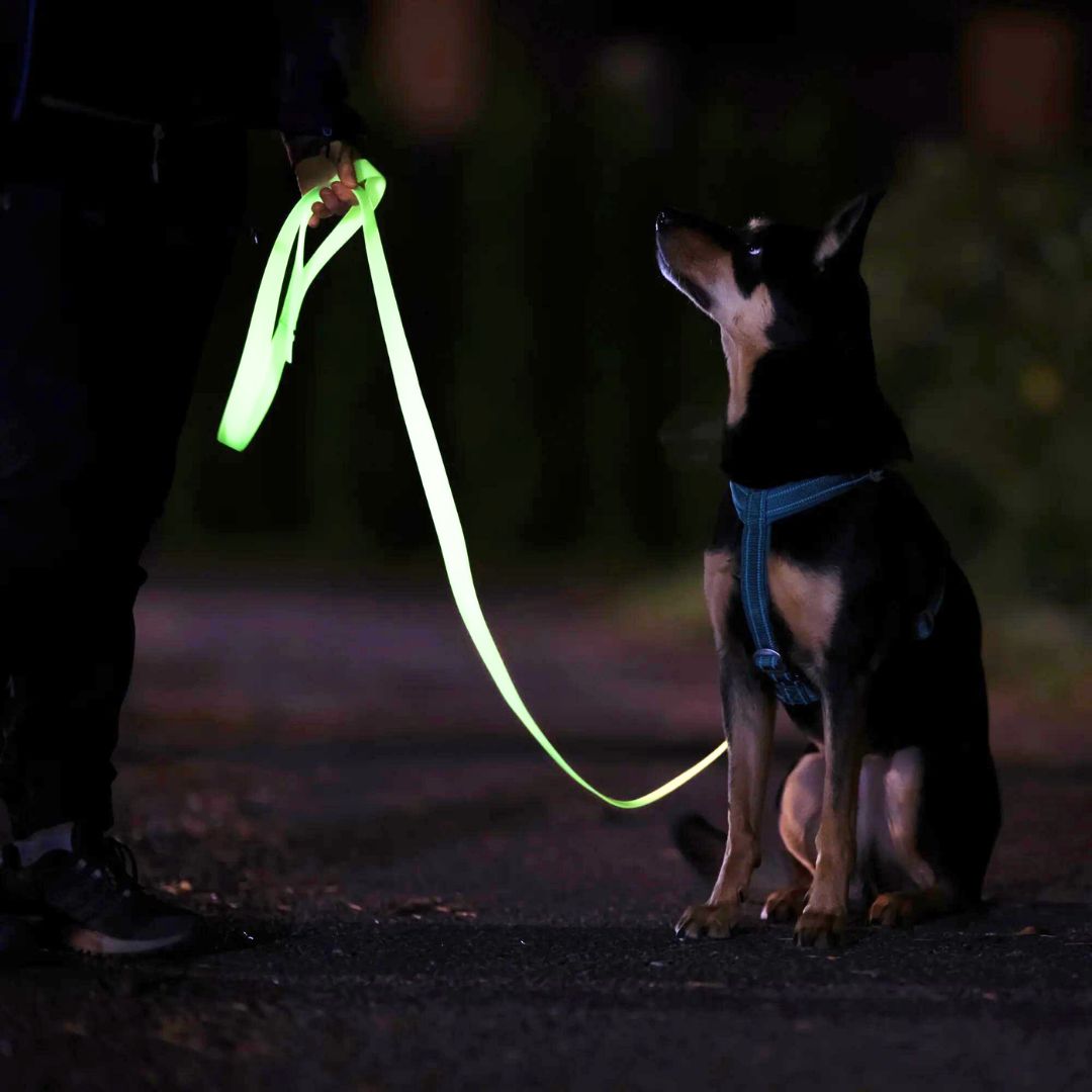 Paikka-Glow-Leash-Hundeleine-Hund