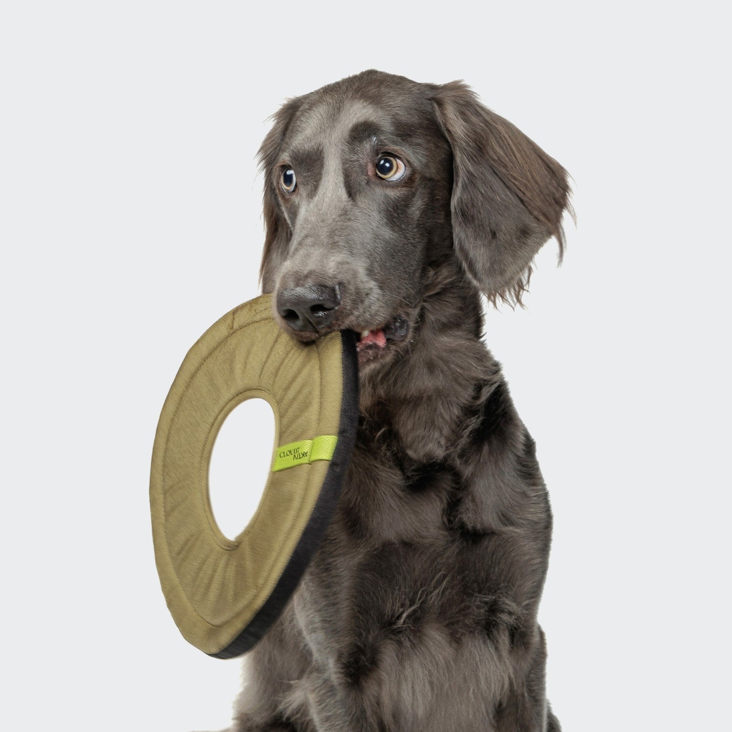 Cloud7-Frisbee-Aktiv-Khaki-Hund