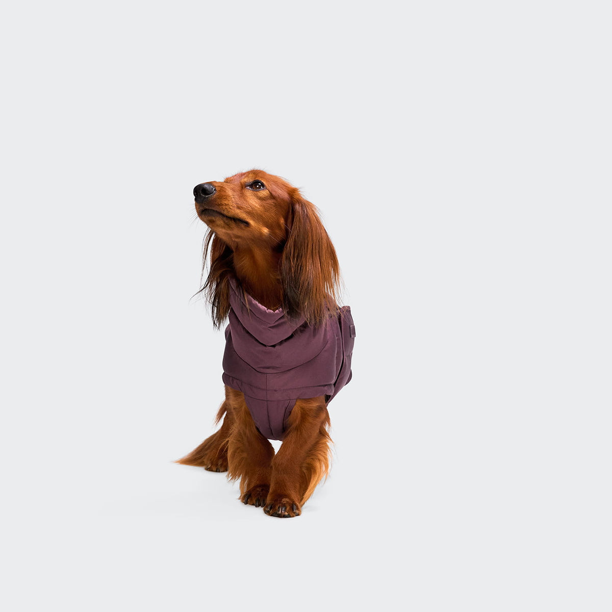 Hundemantel DACKEL Alaska Dark Aubergine