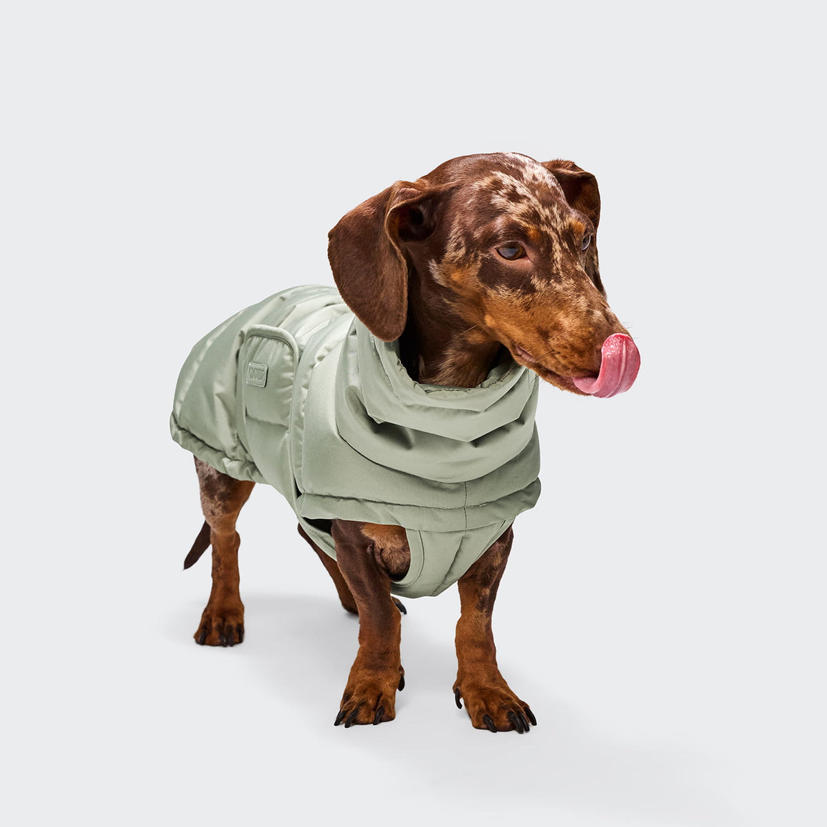 Hundemantel DACKEL Alaska Dusty Mint