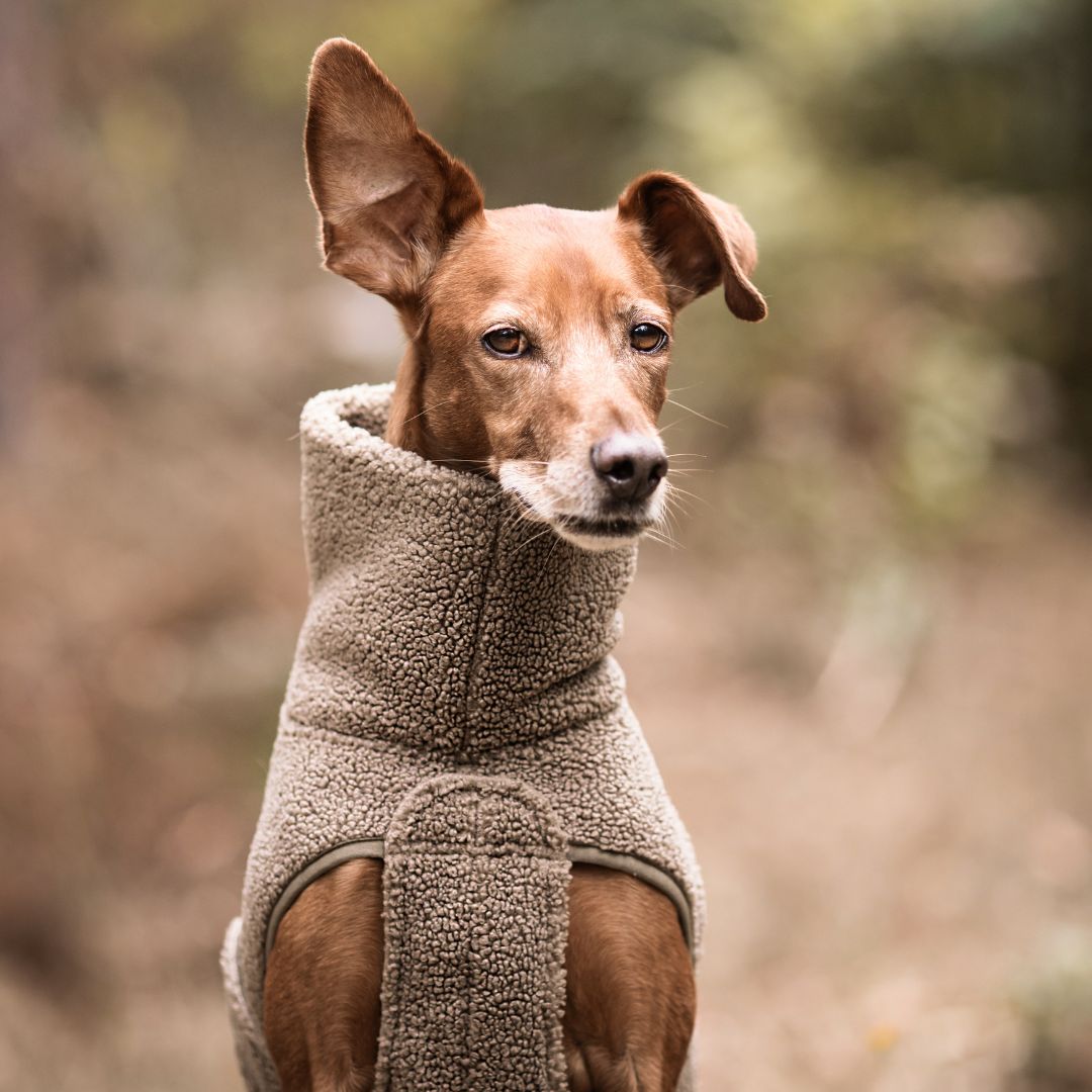 C7xWoofstuff-Hundepullover-Derby-Plush-Taupe-Hund4