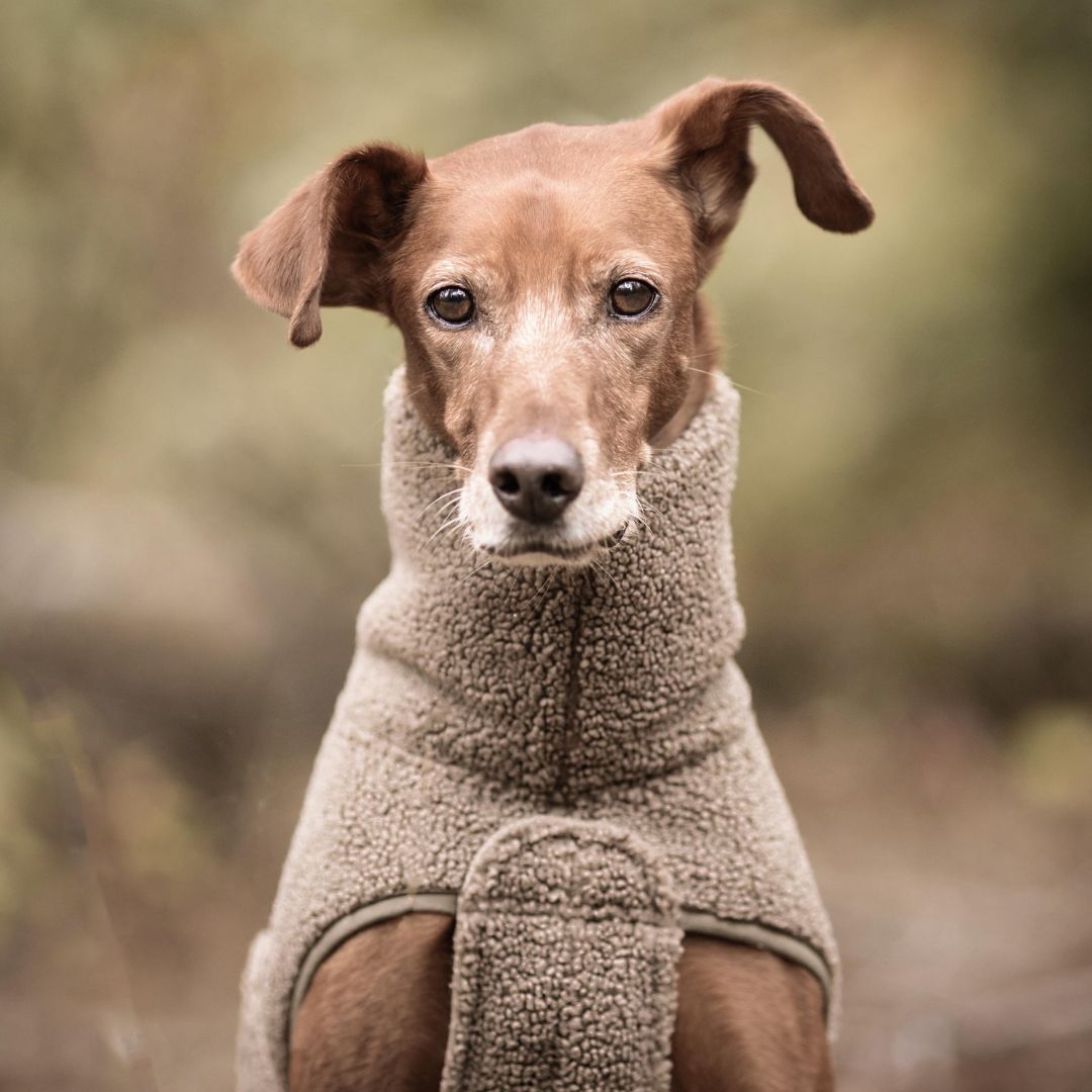 C7xWoofstuff-Hundepullover-Derby-Plush-Taupe-Hund5