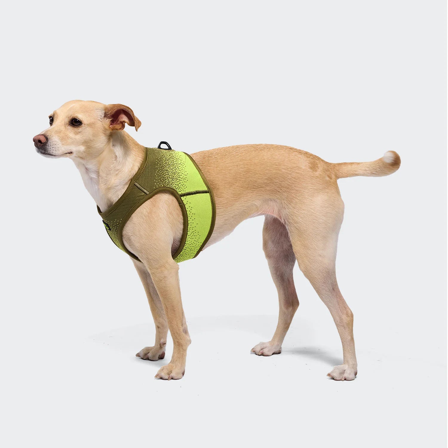 Cloud7-AKTIV-Hundegeschirr-V-3-NeonGreen-Hund