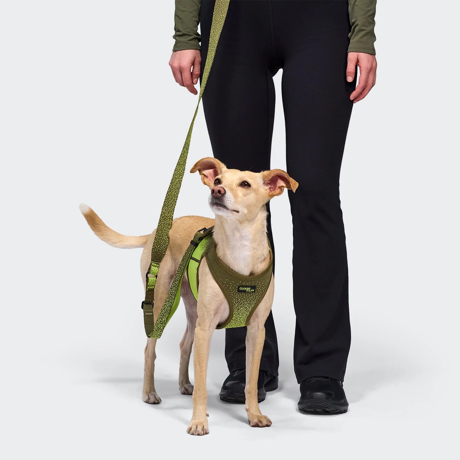 Cloud7-AKTIV-Hundegeschirr-V-3-NeonGreen-Hund2