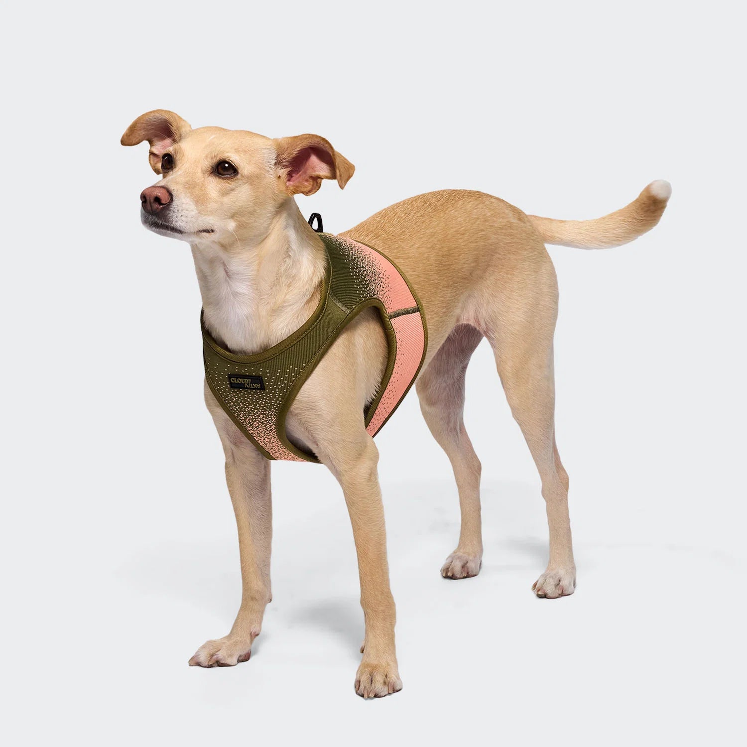 Cloud7-AKTIV-Hundegeschirr-V-3-Peach-Hund