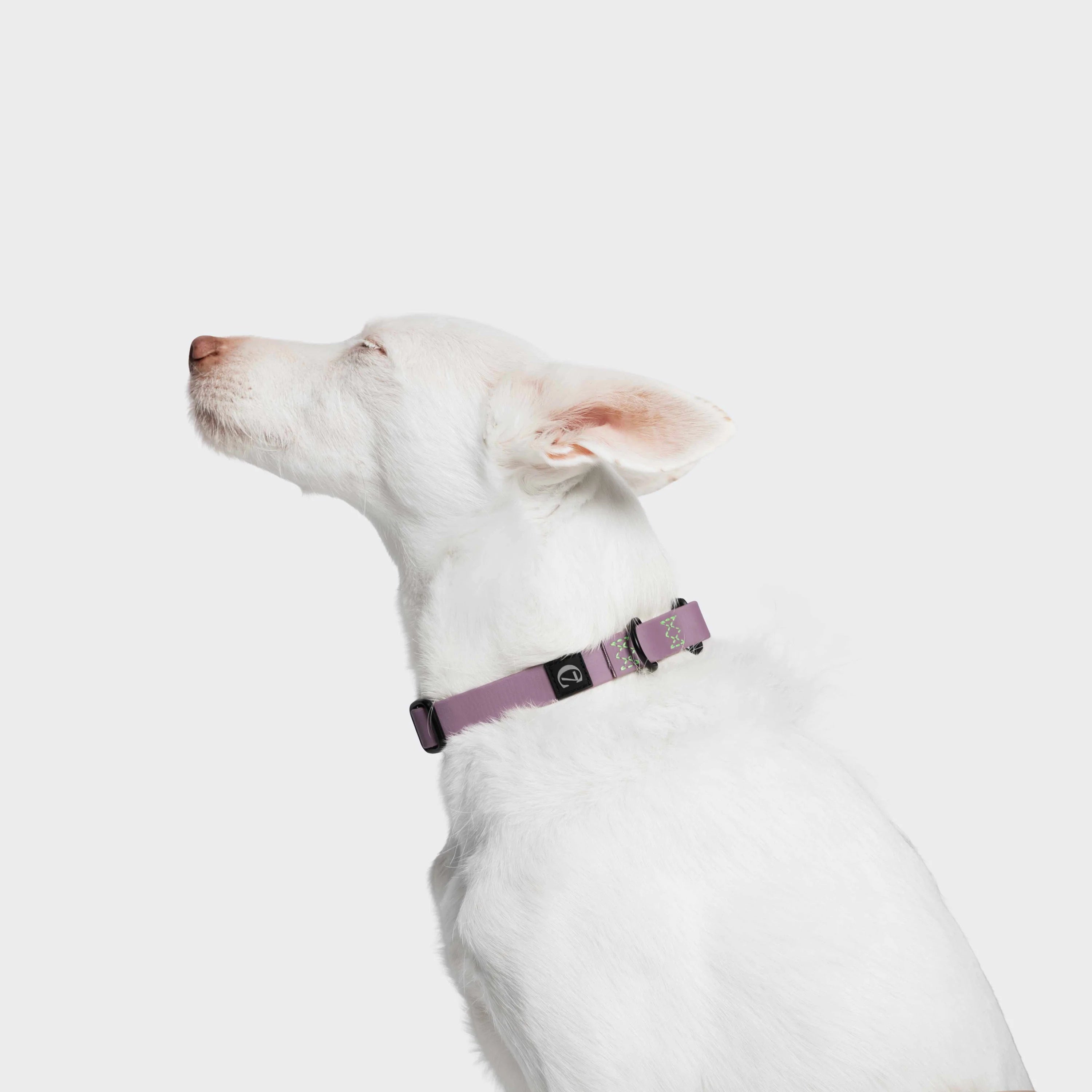 Cloud7-Hundehalsband-BioThane-Ipanema-Lilac-Hund