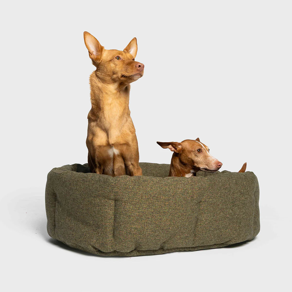 Cloud7-Hundekissen-Lazy-Mélange-Olive-Hunde