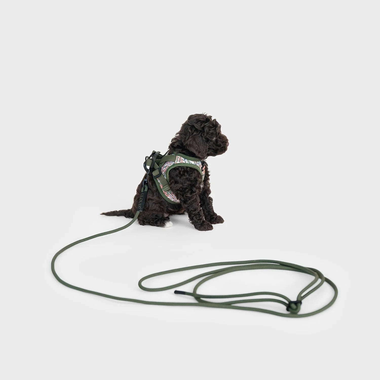 Cloud7-Hundeleine-LTTL-Dark-Olive-Hund2
