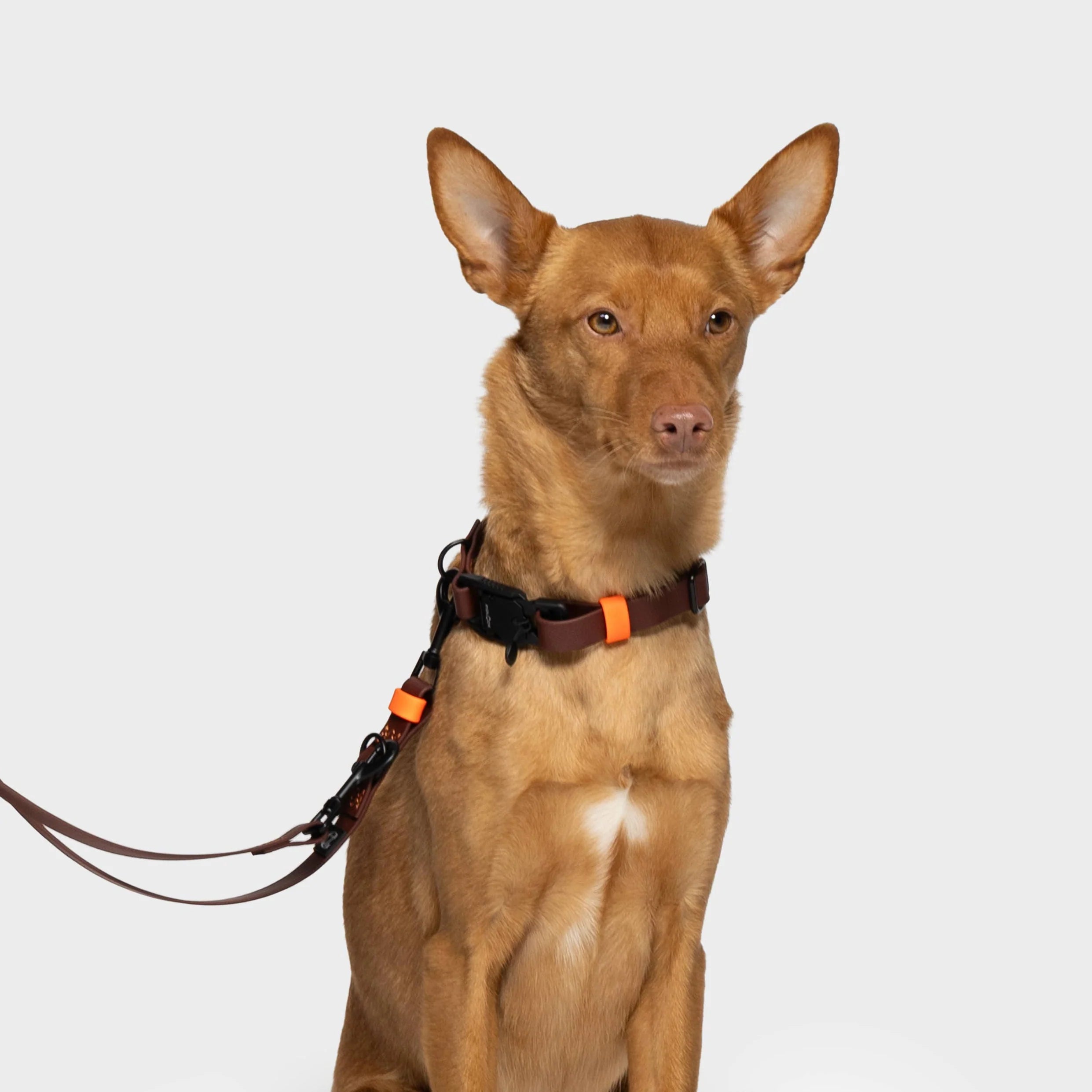 Cloud7-Hundeleine-verstellbar-BioThane-Ipanema-Dark-Aubergine-Hund