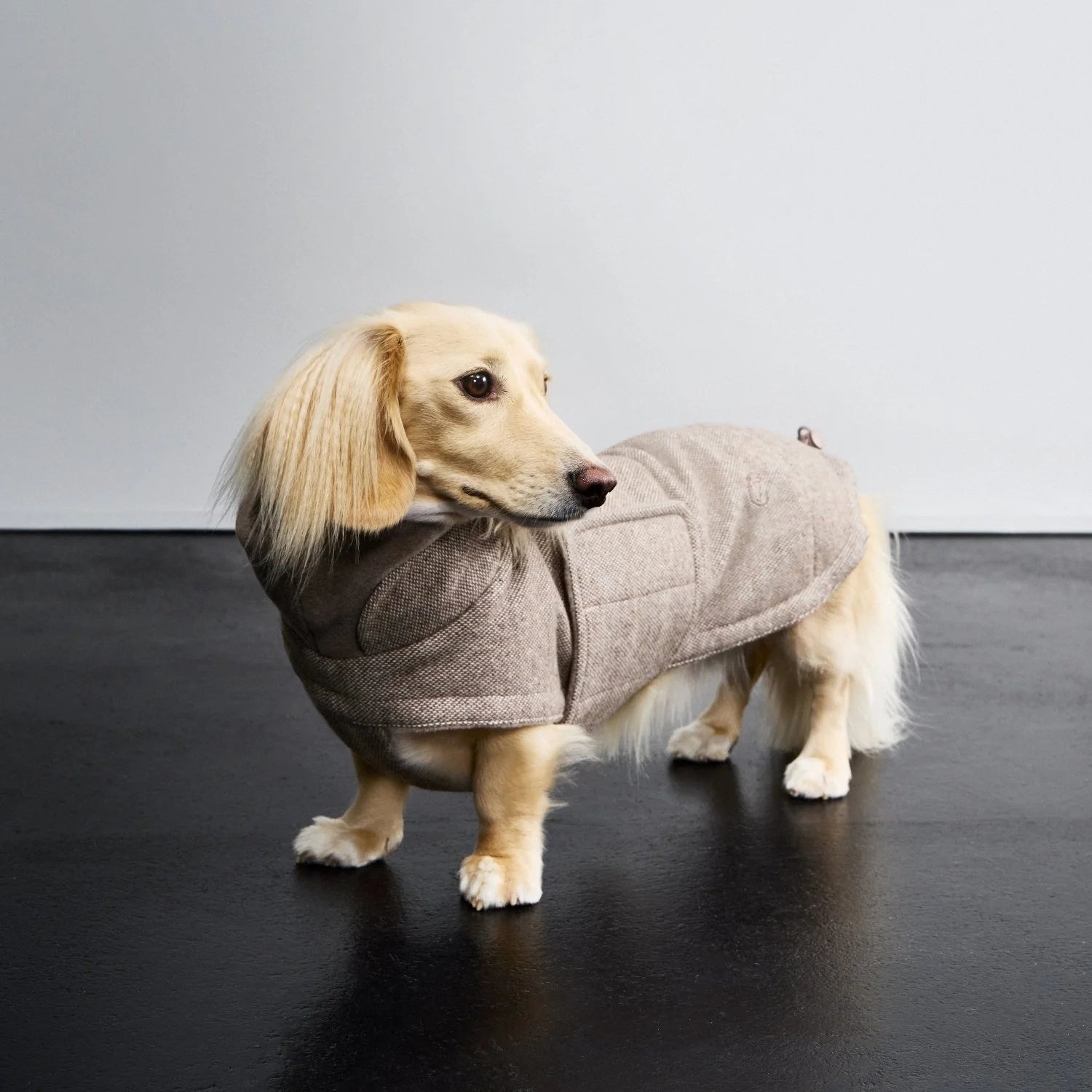 Cloud7-Hundemantel-Brooklyn-Dackel-Tweed-Beige-Mood