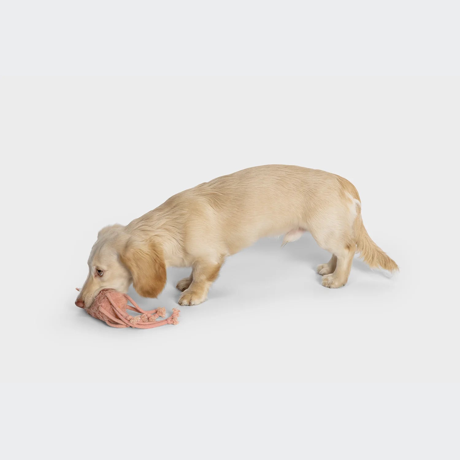 Cloud7-Hundespielzeug-Kalmar-Karl-Hund