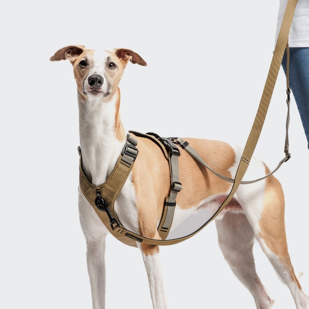 Cloud7-L-1-Freihandleine-AKTIV-Khaki/Grey-Hund2