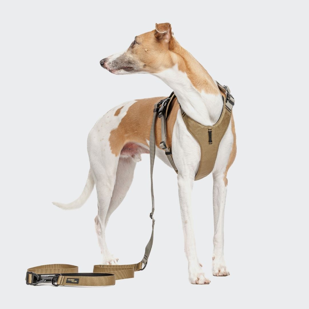 Cloud7-L-1-Freihandleine-AKTIV-Khaki/Grey-Hund3