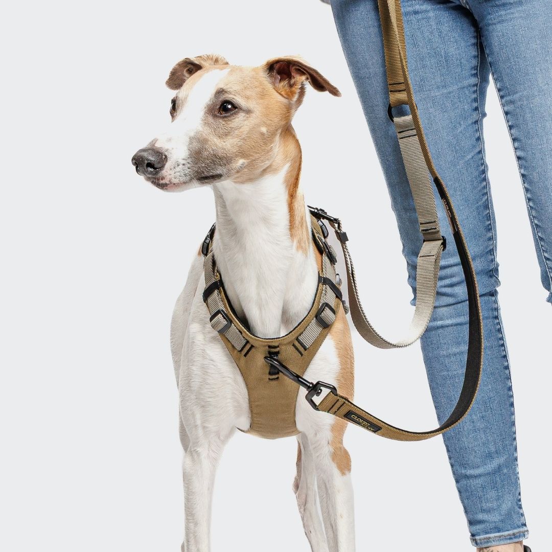 Cloud7-L-1-Freihandleine-AKTIV-Khaki/Grey-Hund5