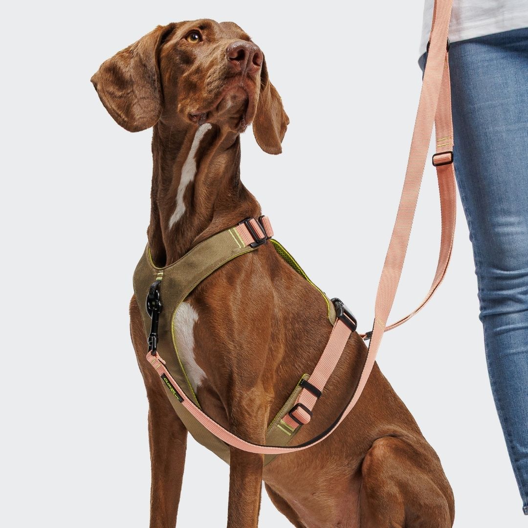 Cloud7-L-1-Freihandleine-Y-2-Hundegeschirr-AKTIV-Khaki-Peach-Hund3