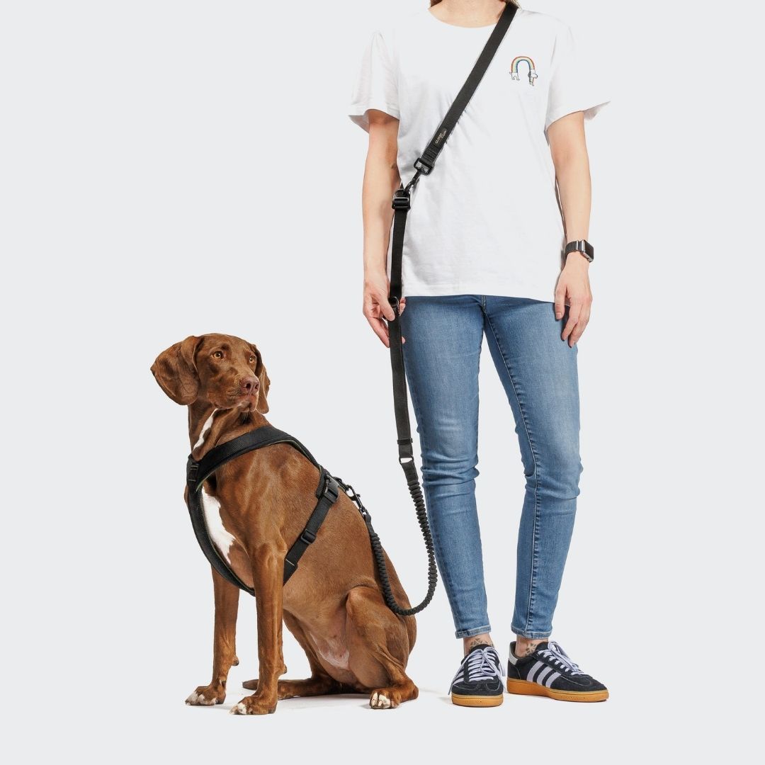 Cloud7-L-2-Jogging-Leine-AKTIV-Black-Hund3