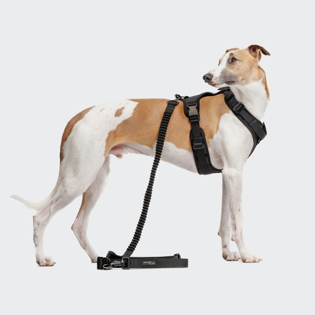 Cloud7-L-2-Jogging-Leine-AKTIV-Black-Hund4