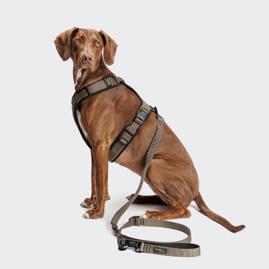 Cloud7-L-2-Jogging-Leine-AKTIV-Olive-Hund2