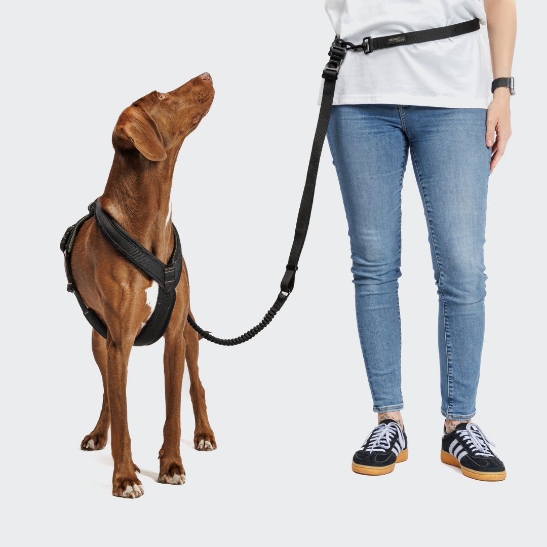 Cloud7-L-2-Joggingleine-Y-1-Hundegeschirr-AKTIV-Black-Hund