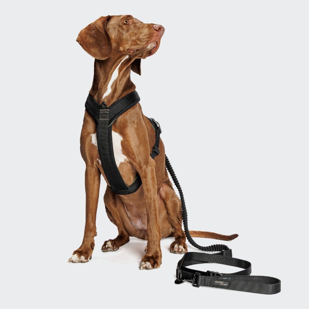 Cloud7-L-2-Joggingleine-Y-1-Hundegeschirr-AKTIV-Black