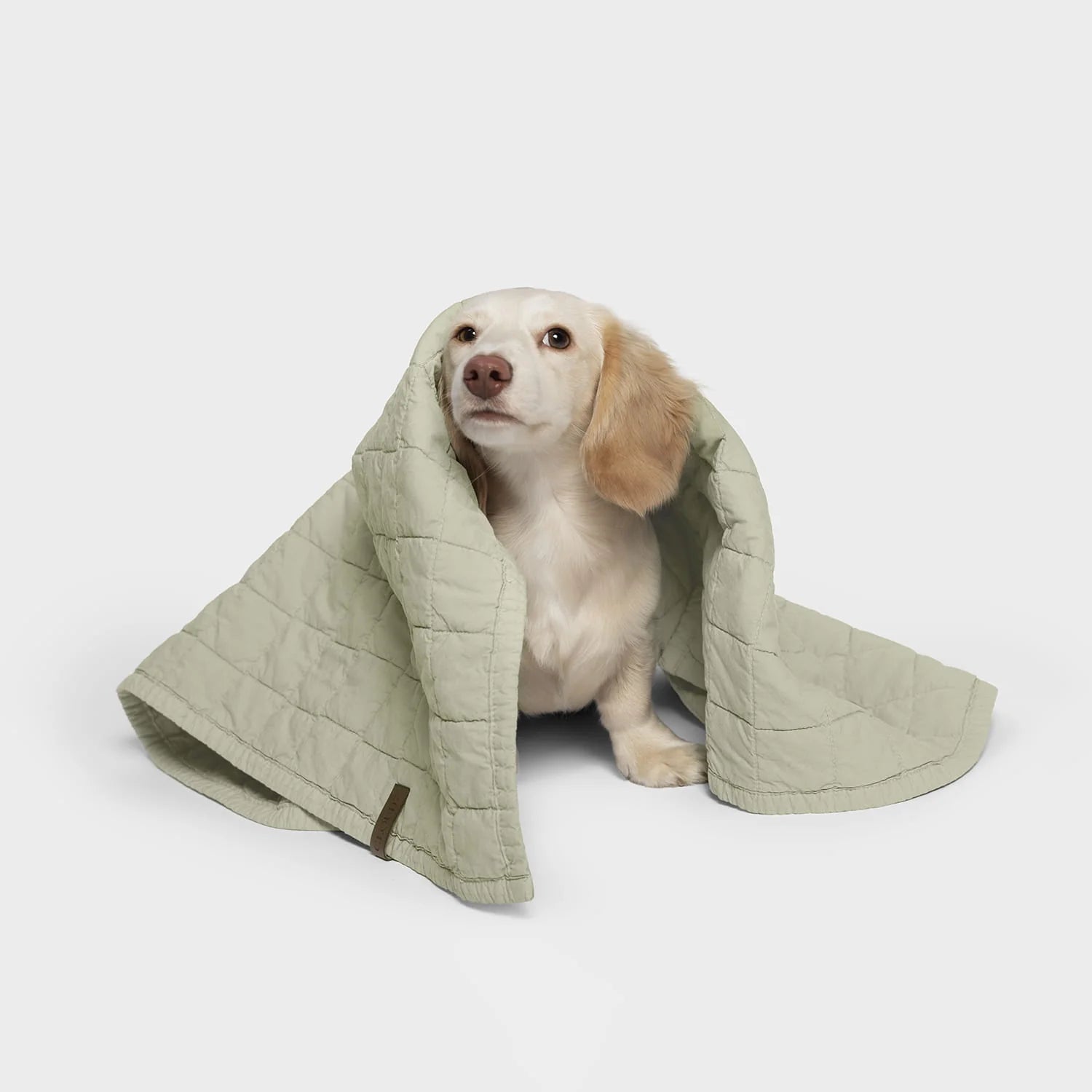 Cloud7-LTTL-Hundedecke-FadedMoss