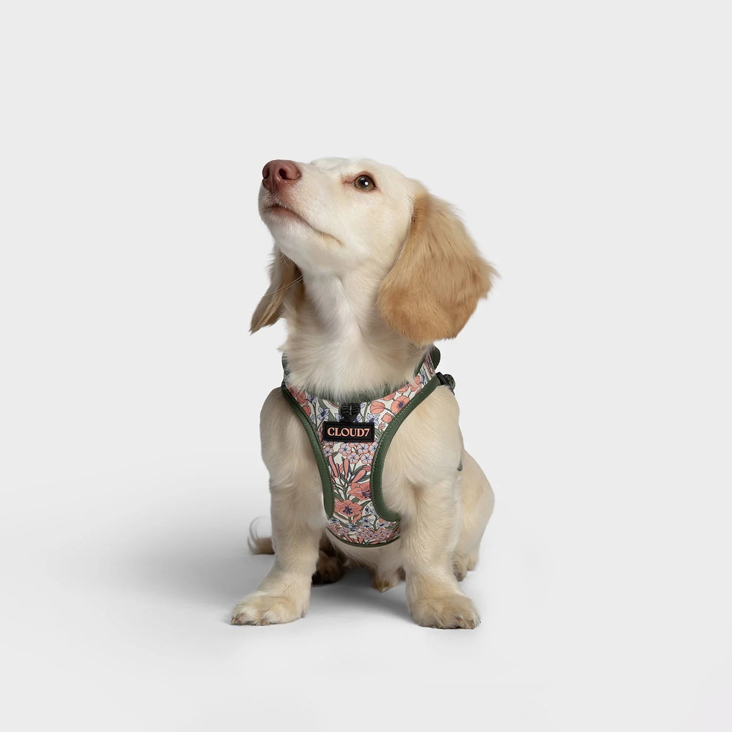 Cloud7-LTTL-Hundegeschirr-Blossoms-DarkOlive-Hund