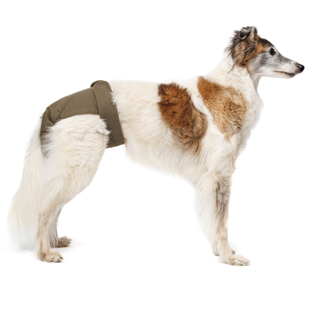 Cloud7-Woofstuff-Laeufigkeitshoeschen-Olive-Hund