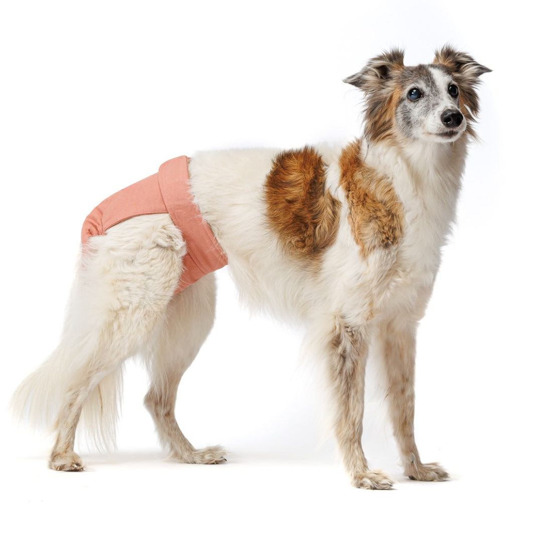 Cloud7-Woofstuff-Laeufigkeitshoeschen-Rose-Hund