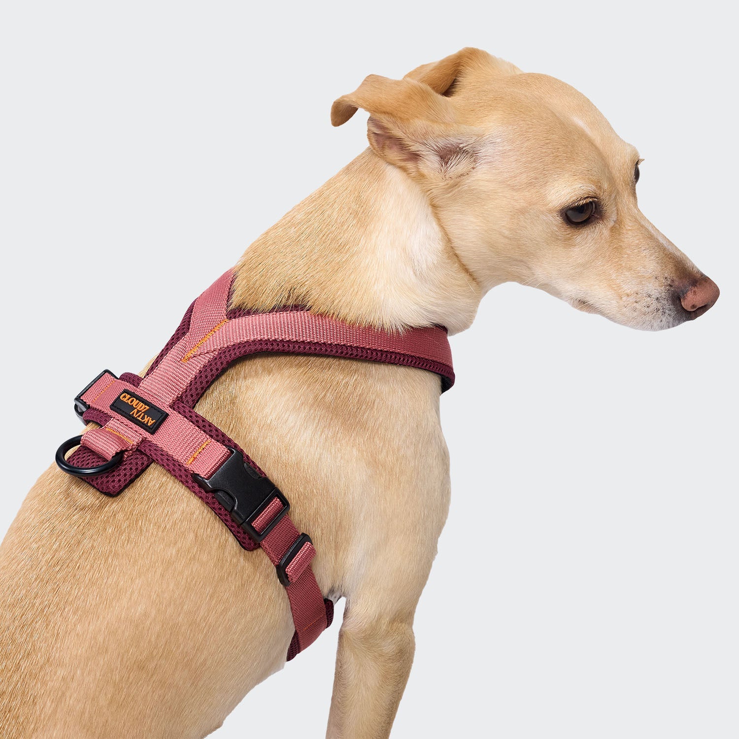Cloud7-Y-1-Hundegeschirr-AKTIV-Air-Mesh-Aubergine-SoftRose-2