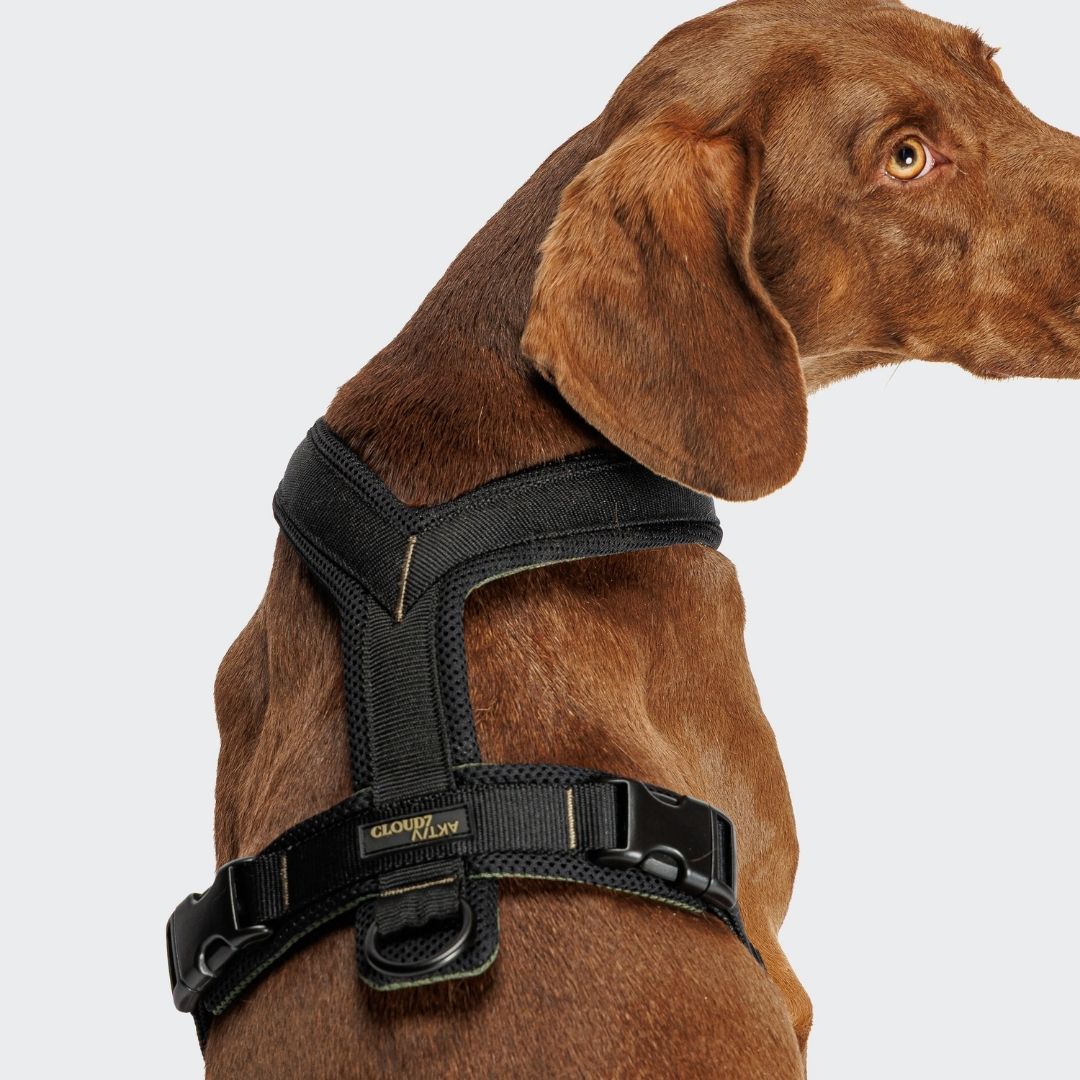 Cloud7-Y-1-Hundegeschirr-AKTIV-Air-Mesh-Black-Hund2
