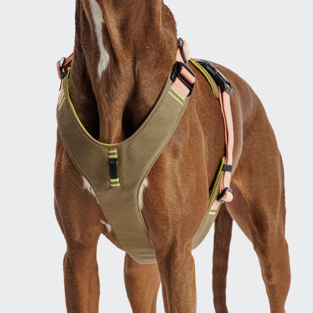 Cloud7-Y-2-Hundegeschirr-AKTIV-Cordura-Khaki-Peach-Hund3