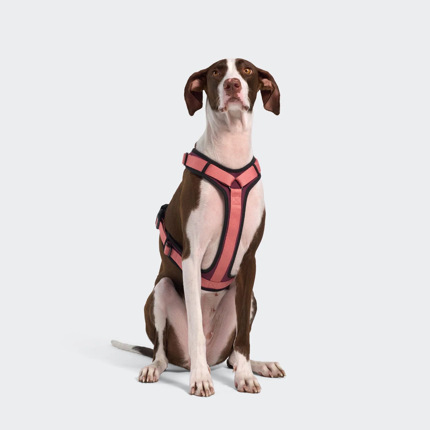 Cloud7-Y-3-Hundegeschirr-AKTIV-Softshell-Aubergine-SoftRose-3