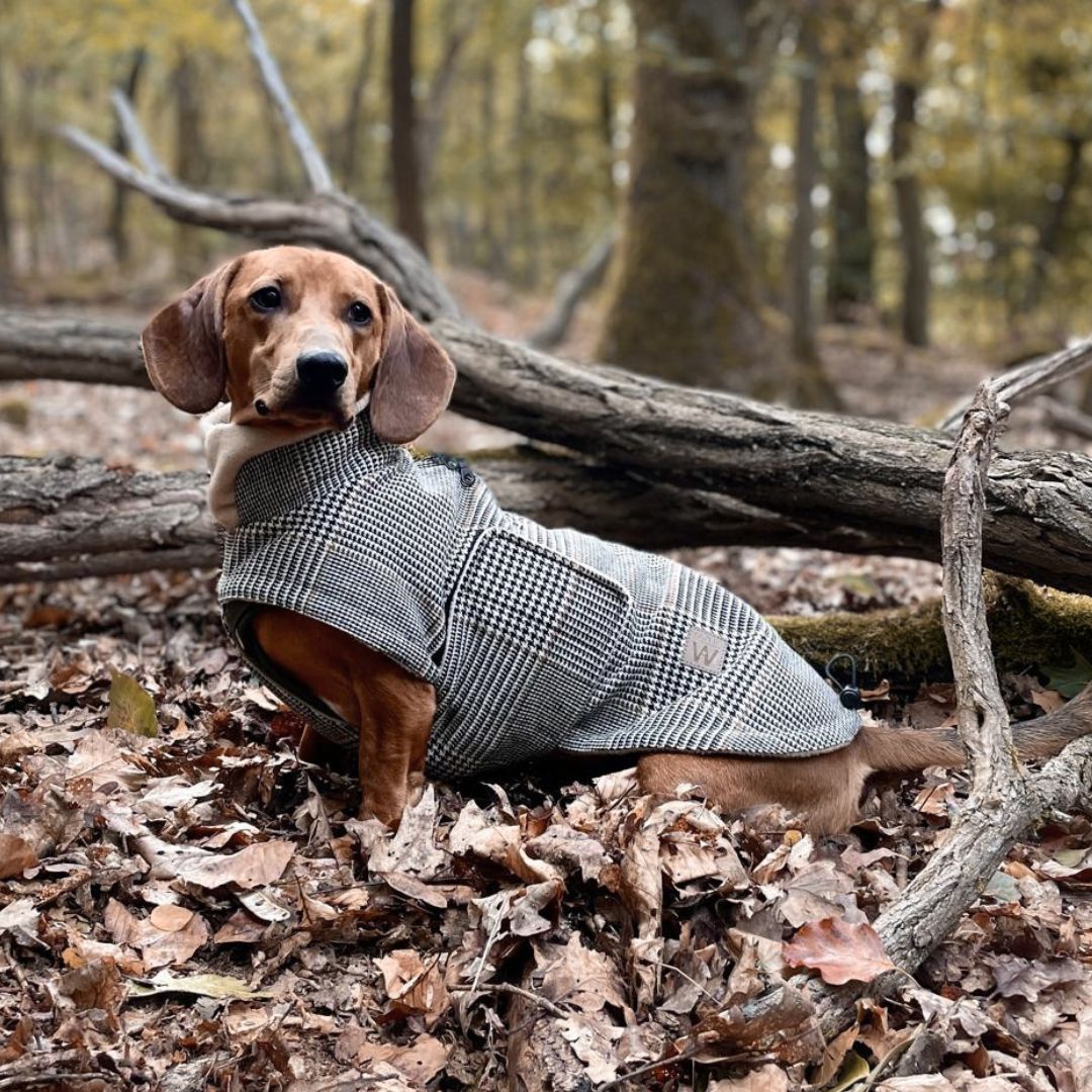 Cloud7xWoofstuff-Brooklyn-Dackel-Sherlock-Hund-2