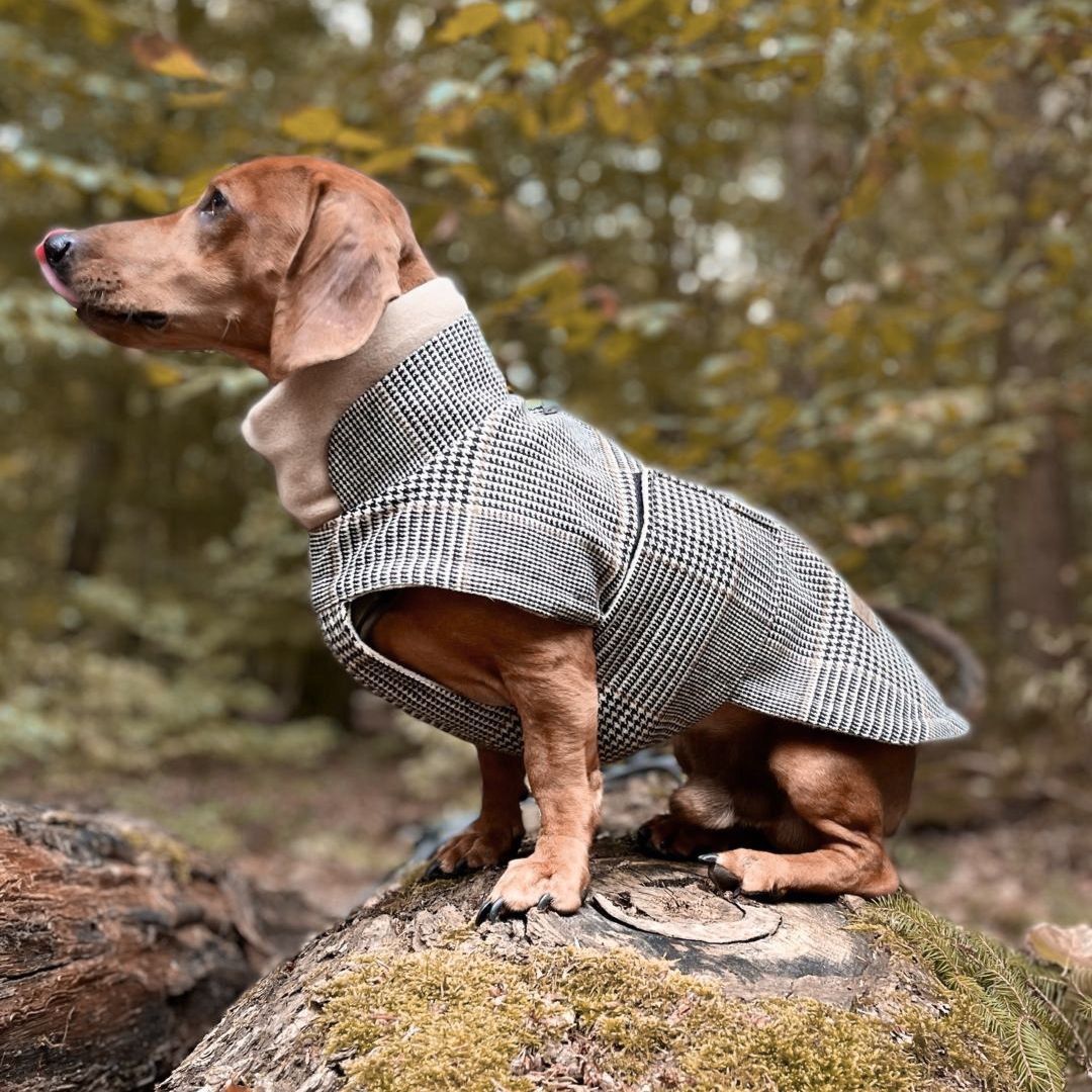 Cloud7xWoofstuff-Brooklyn-Dackel-Sherlock-Hund-3