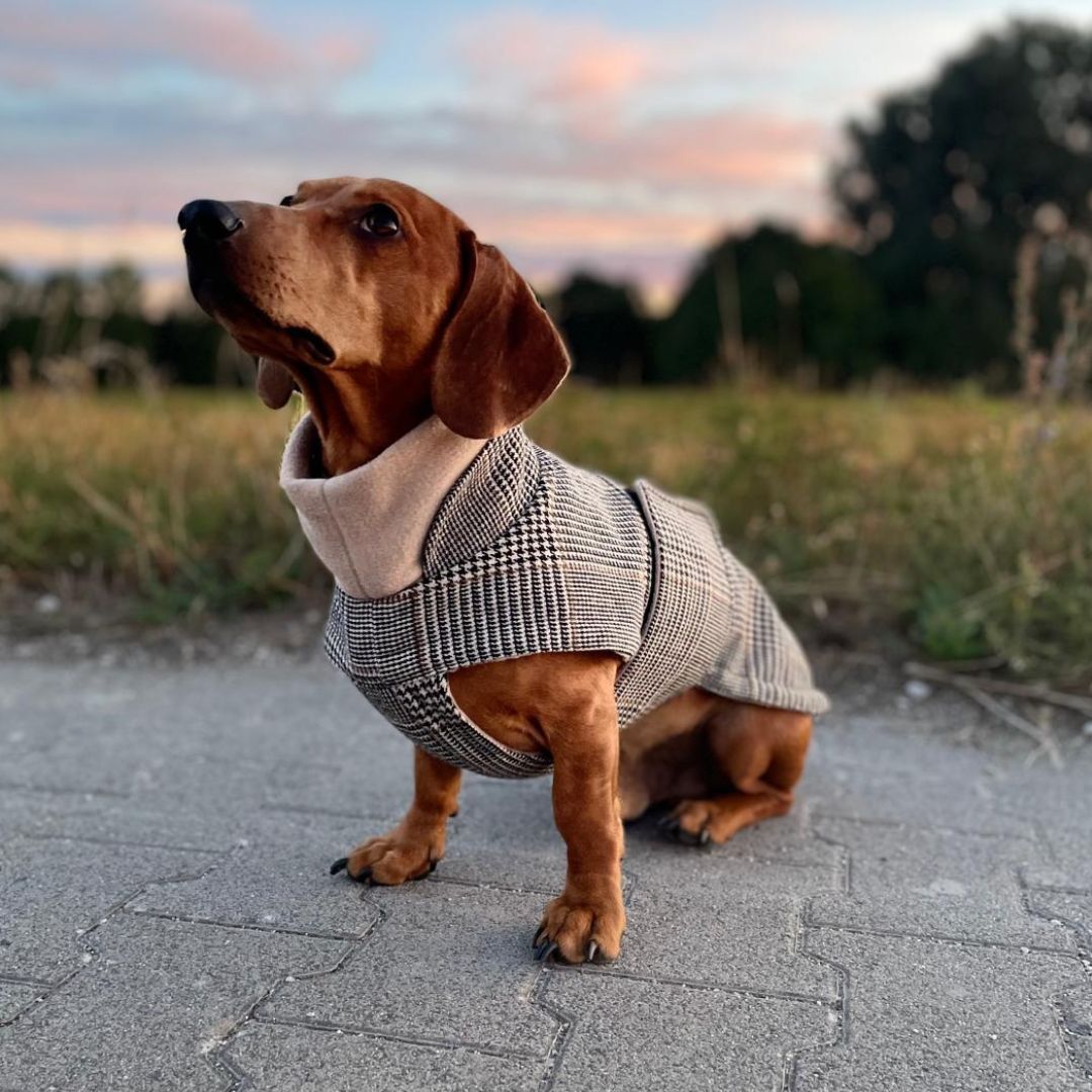 Cloud7xWoofstuff-Brooklyn-Dackel-Sherlock-Hund-4