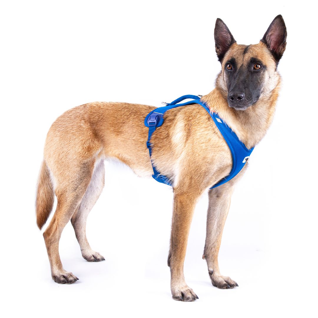 Curli-Hundegeschirr-All-New-Belka-Comfort-Blue-Mood