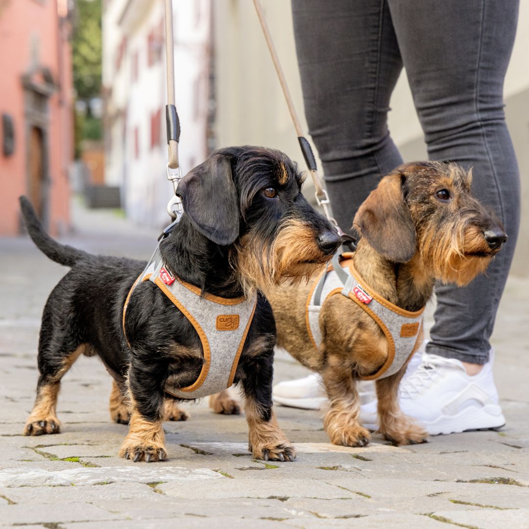 Curli-Hundegeschirr-Alpine-Clasp-Vest-Harness-Grey-Dackel