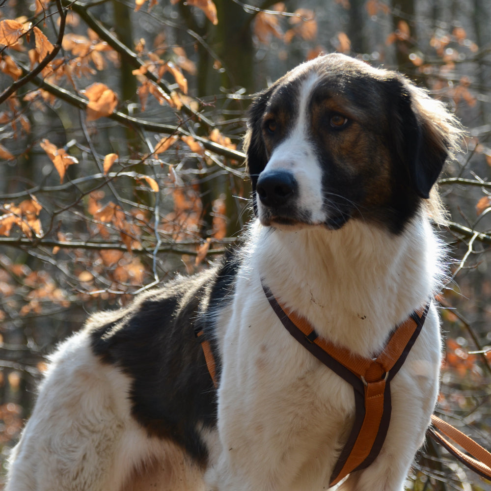 Hundegeschirr FUN braun/bernstein