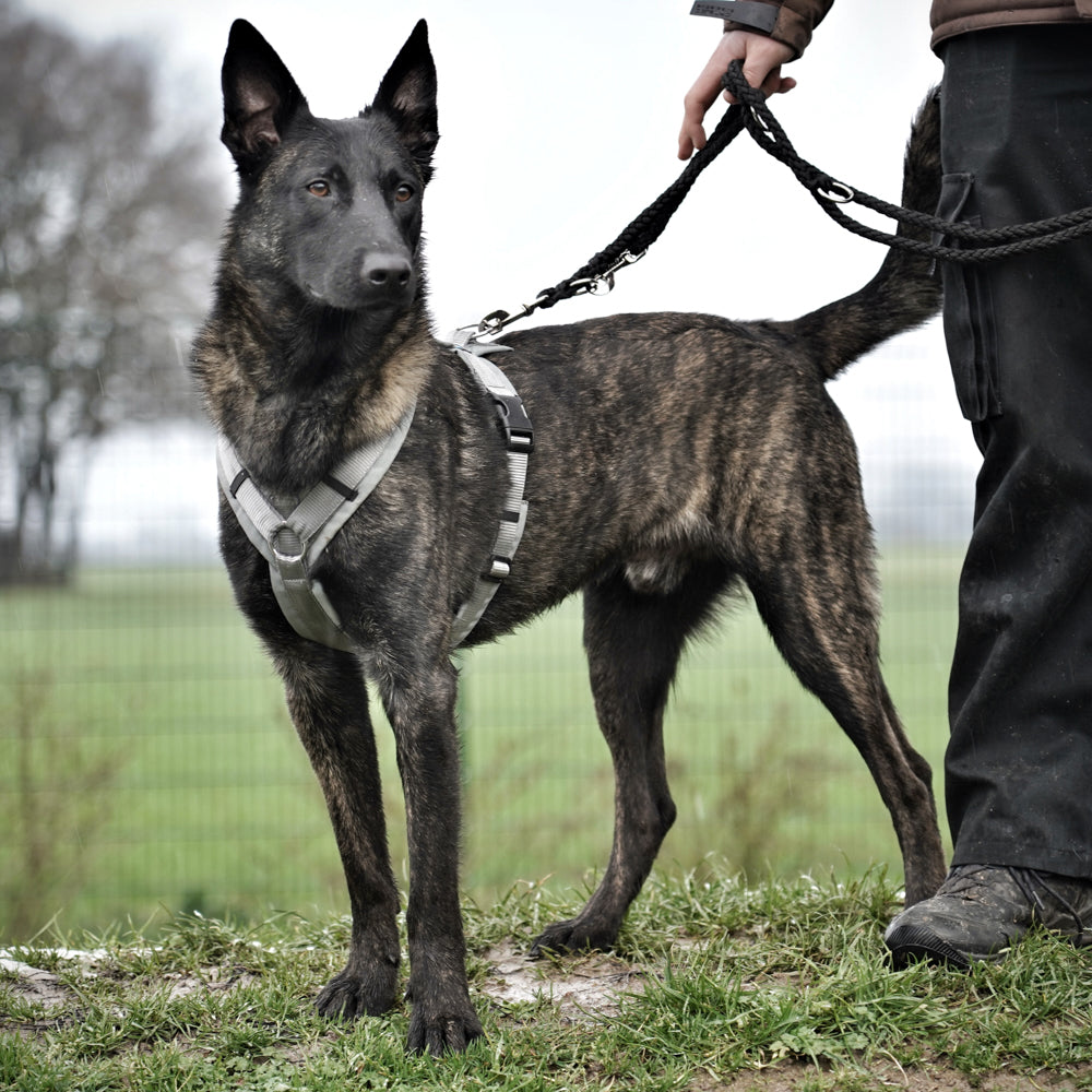 Hundegeschirr FUN grau/silber