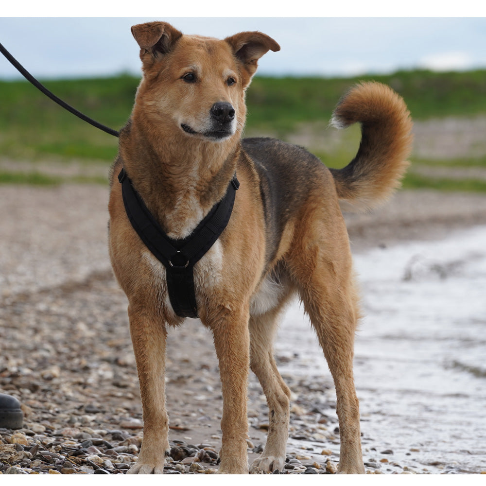 Hundegeschirr FUN schwarz/schwarz