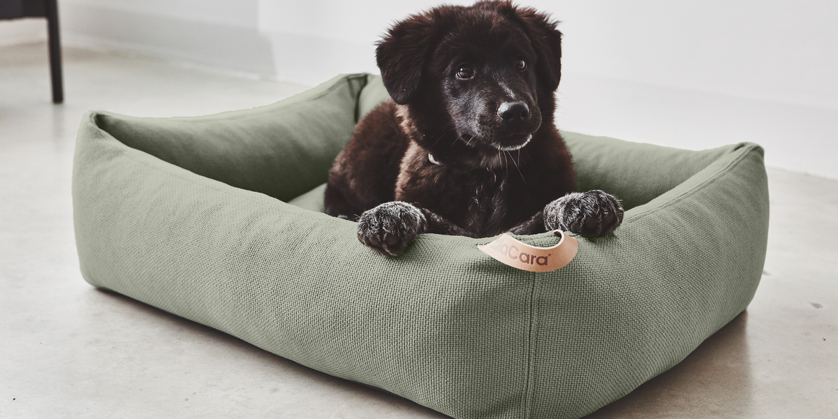 Woofst WOOFSTUFF - SHOP FOR DOGS