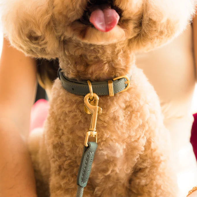 Fuzzyard-Hundehalsband-Atelier-Salbei-Mood
