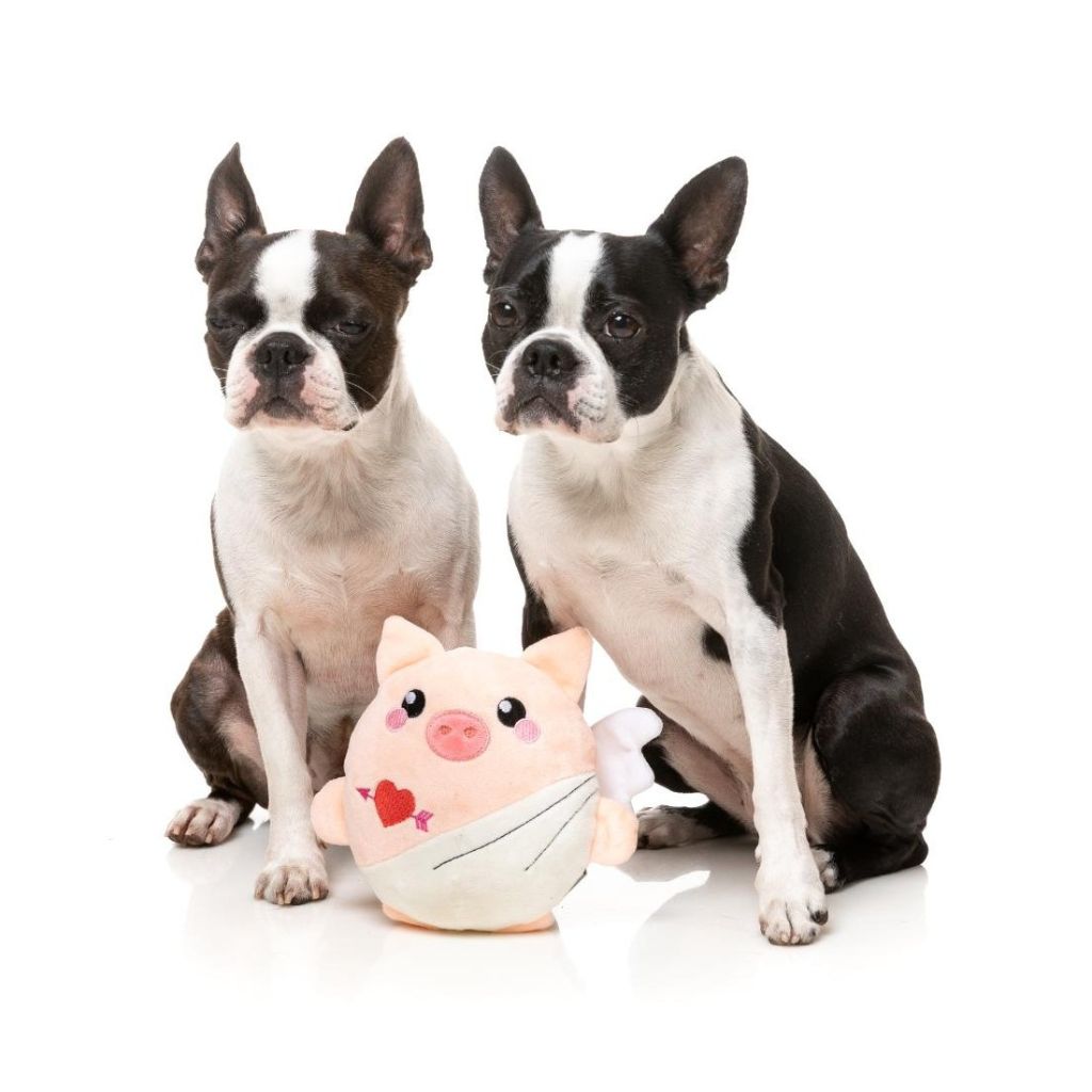 Fuzzyard-Hundepielzeug-Valentin-Cu-Pig-Hund