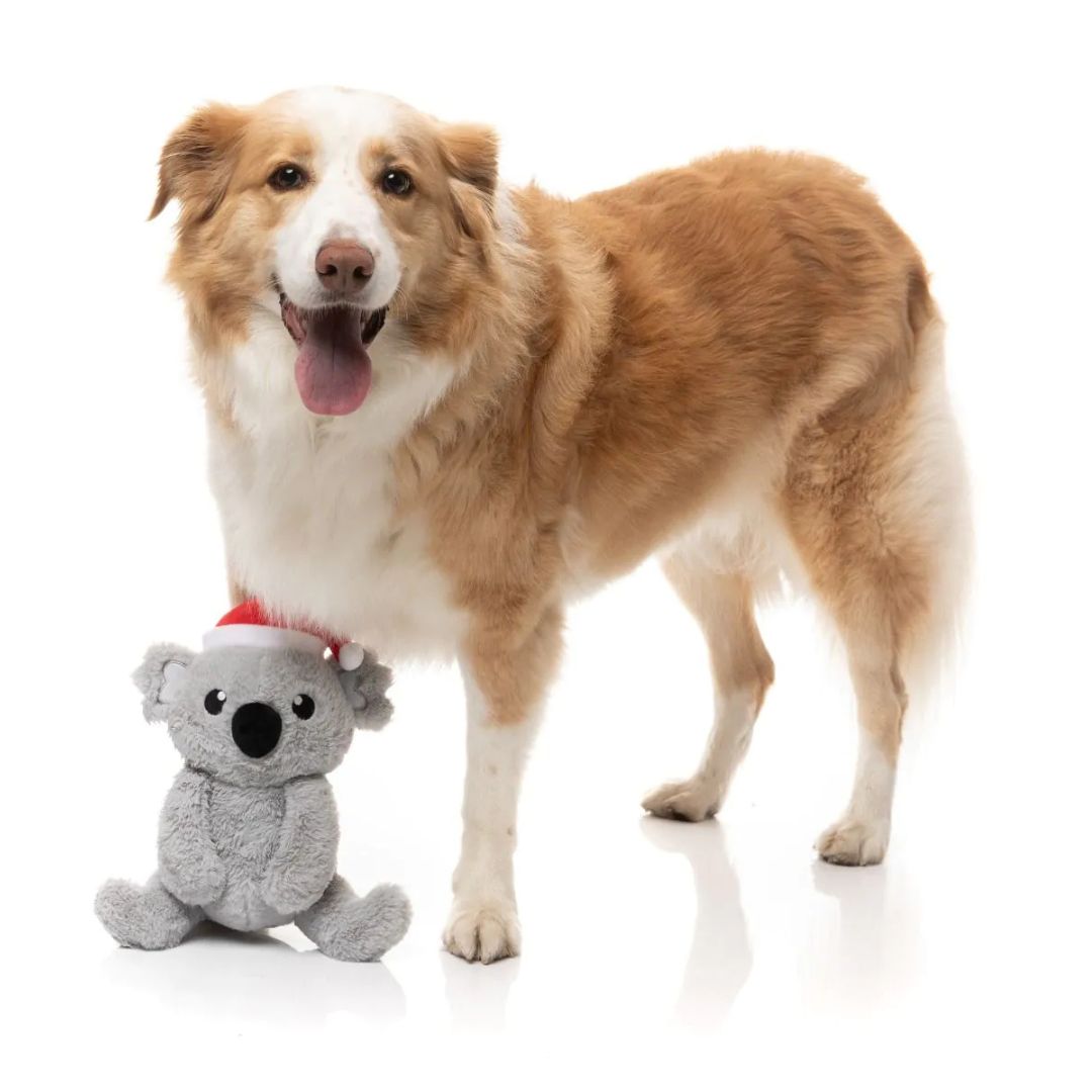 Fuzzyard-Hundespielzeug-Coco-Koala-Hund2