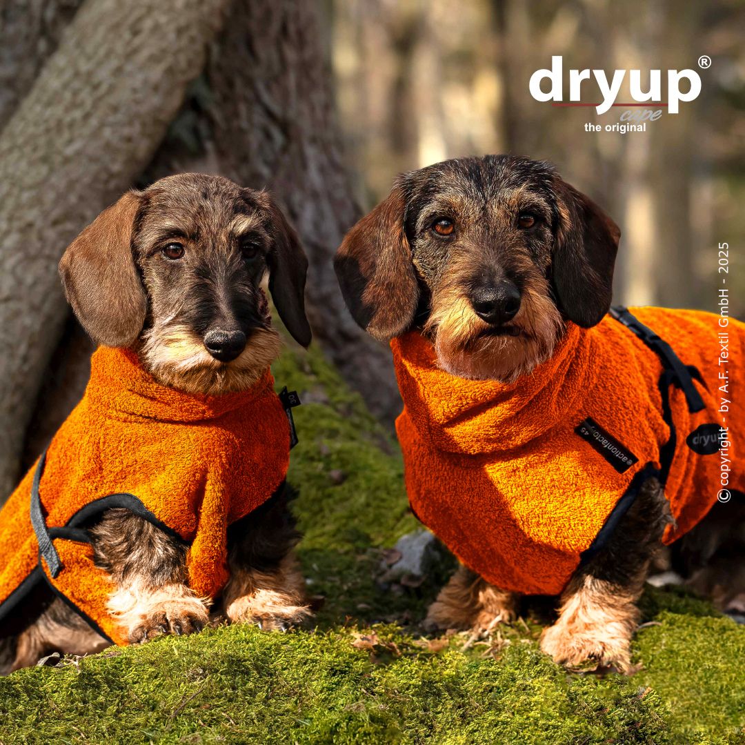 Hundebademantel-Dryup-Cape-Dackel-Clementine3