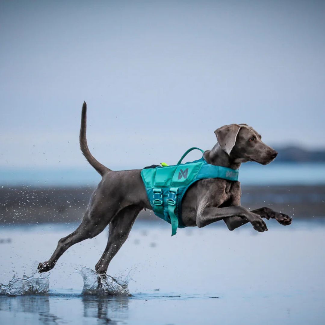 Hundeschwimmweste-non-stop-dogwear-Protector-Life-Jacket-Teal-Mood